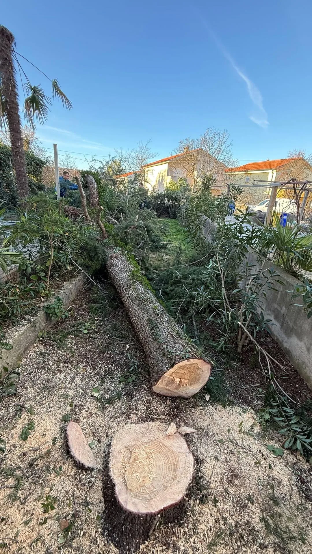 Sigurno rušenje stabla u dvorištu uz kontrolirano uklanjanje