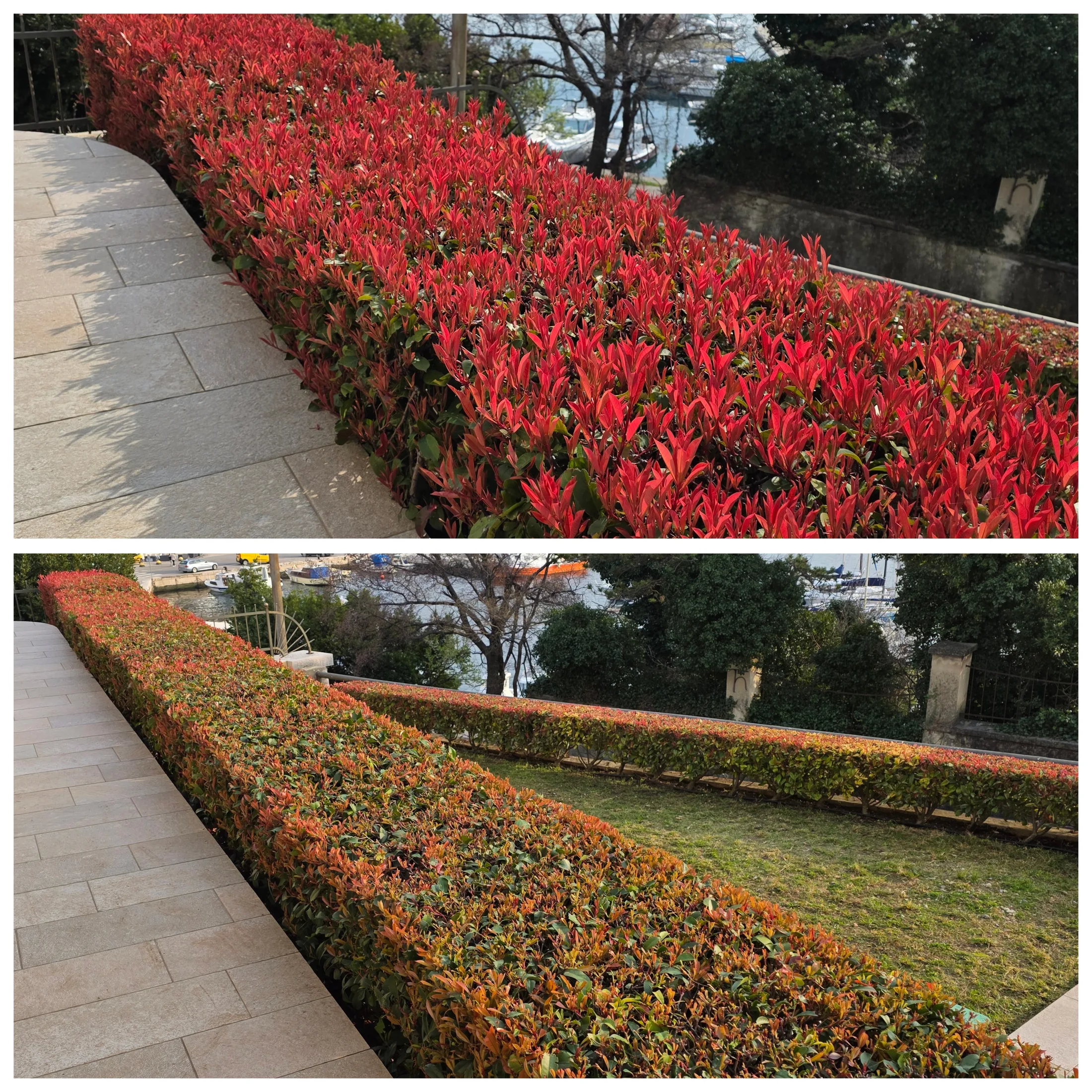 Profesionalno oblikovanje živice i grmlja oko kuće